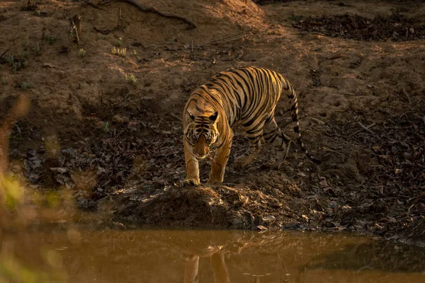 Bengal Tiger Walks Waterhole Shadows — Stock Photo, Image