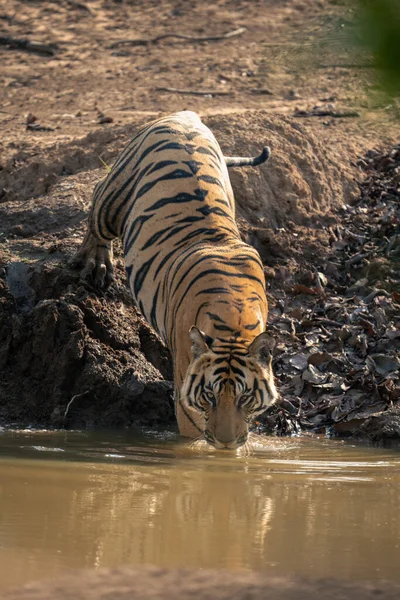 Bengal Tiger Steps Waterhole Sunshine — Stock Photo, Image
