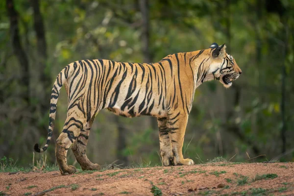 Bengalischer Tiger Steht Ufer Des Wasserlochs — Stockfoto