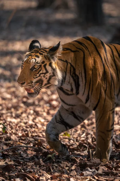Zbliżenie Tygrysa Bengalskiego Spacerującego Liściach — Zdjęcie stockowe