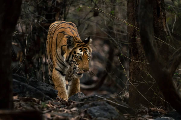 Tigre Bengala Camina Través Del Bosque Hacia Cámara —  Fotos de Stock