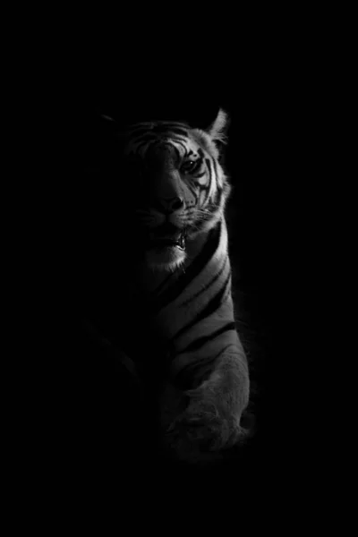 Mono Tigre Encontra Iluminado Por Pôr Sol — Fotografia de Stock