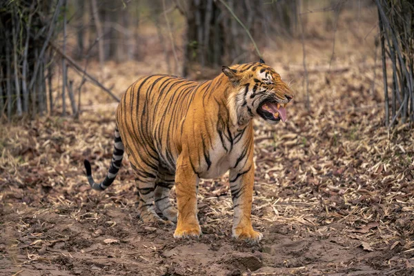 Los Puestos Tigre Bengala Muestran Una Respuesta Flehmen — Foto de Stock