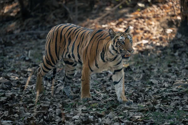 Τίγρη Της Βεγγάλης Περπατά Πάνω Από Φύλλα Στο Δάσος — Φωτογραφία Αρχείου