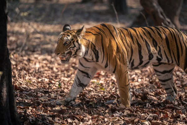 Detailní Záběr Bengálského Tygra Procházejícího Lesem — Stock fotografie