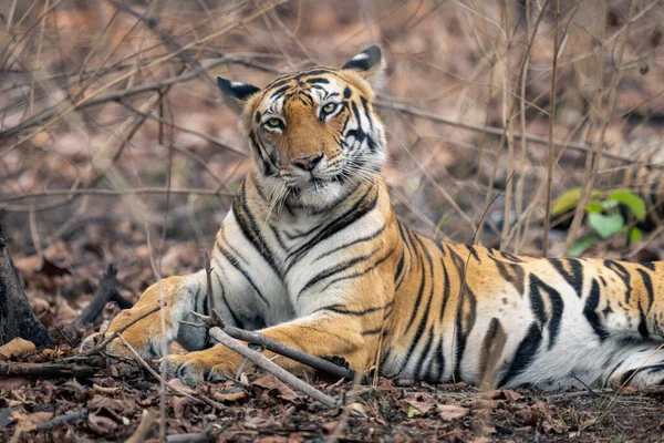 Крупный План Бенгальского Тигра Лежащего Кустах — стоковое фото