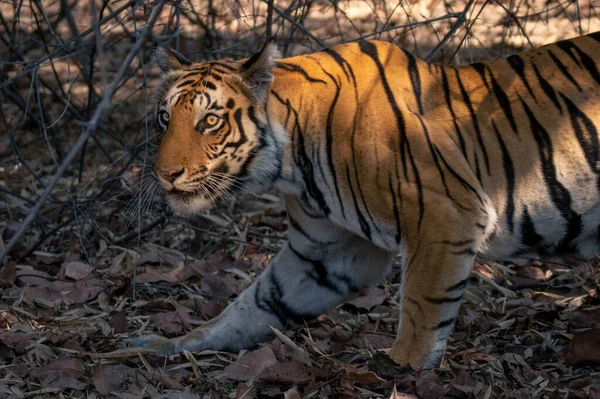 Primer Plano Del Tigre Bengala Sobresaltado Por Ruido — Foto de Stock
