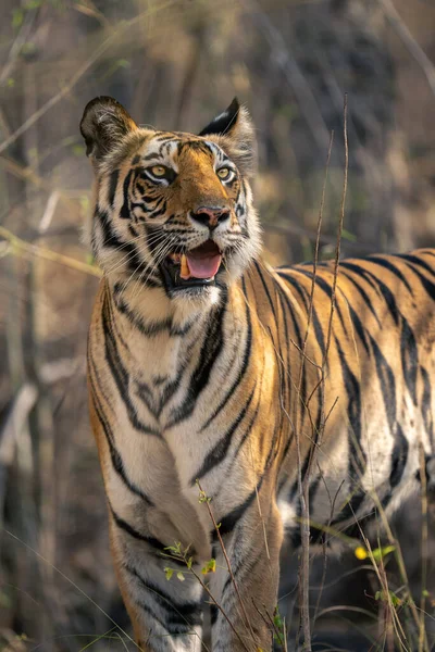 Närbild Den Bengaliska Tigern Stående Buskar — Stockfoto
