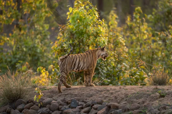 Tigre Bengala Fica Margem Poço — Fotografia de Stock