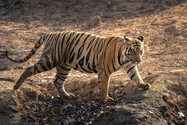 Bengalisk Tiger Går Längs Stranden Skuggor — Stockfoto