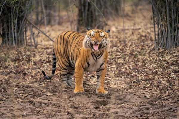 Бенгальский Тигр Демонстрирует Реакцию Фламандцев — стоковое фото