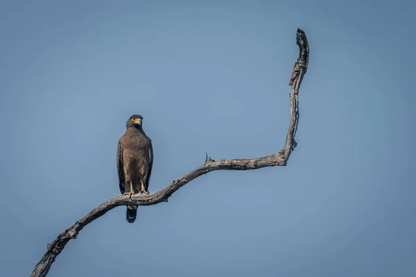 白蛇鹰在阳光下爬在树枝上 — 图库照片