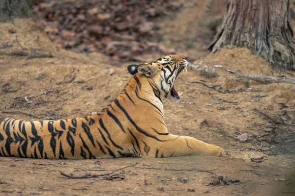 Primer Plano Del Tigre Bengala Bostezando Acostado — Foto de Stock