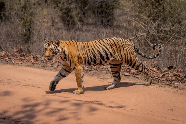 Bengala Tigre Andando Pista Levantando Pata Dianteira — Fotografia de Stock