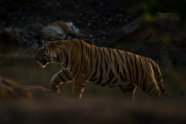 Tigre Bengala Camina Más Allá Otro Pozo Agua Cerca —  Fotos de Stock