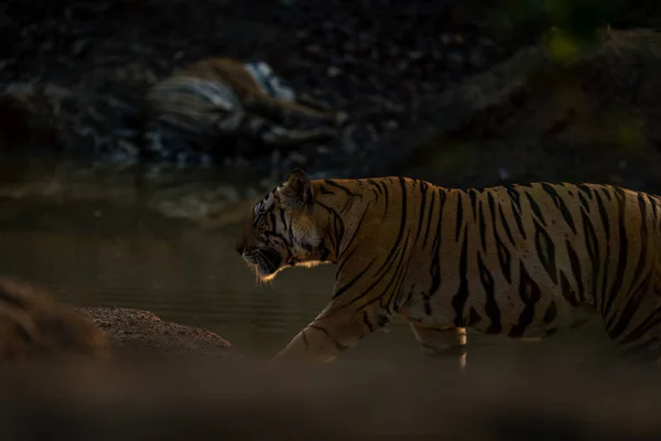 Tigre Bengala Camina Más Allá Otro Abrevadero —  Fotos de Stock