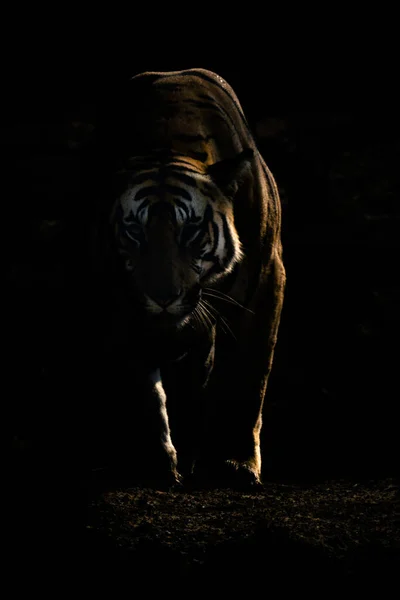 Τίγρη Της Βεγγάλης Περπατάει Προς Την Κάμερα Στις Σκιές — Φωτογραφία Αρχείου