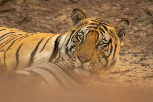 Close-up of Bengal tiger lying lifting head