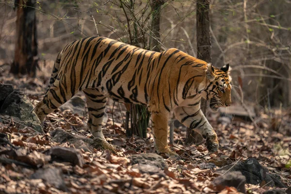 Bengal Tiger Walks Woods Sunshine — Stock Photo, Image