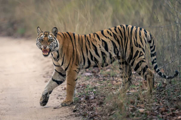Bengalski Tygrys Przemierzający Piaszczysty Tor Warcząc — Zdjęcie stockowe