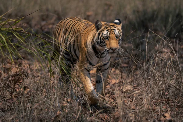 Bengal Tiger Walks Grass Camera — Stock Photo, Image