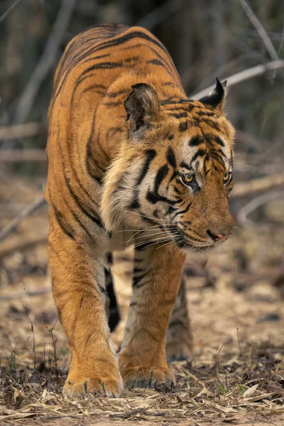 Bengalisk Tiger Går Till Kameran Skogen — Stockfoto