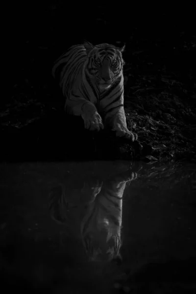 Male Bengal Tiger Lies Waterhole Shadow Lit Setting Sun Has — Stock Photo, Image