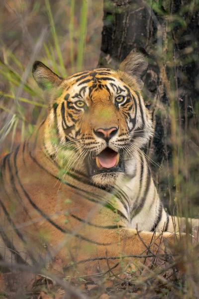 Zbliżenie Tygrysa Bengalskiego Leżącego Przed Kamerą — Zdjęcie stockowe