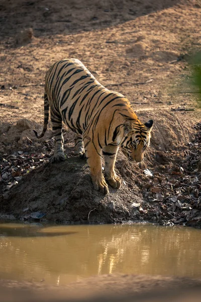 Tigre Bengala Para Mirando Hacia Abajo Abrevadero —  Fotos de Stock