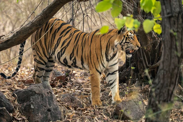 Bengala Tigre Fica Olhando Para Frente Sob Árvores — Fotografia de Stock