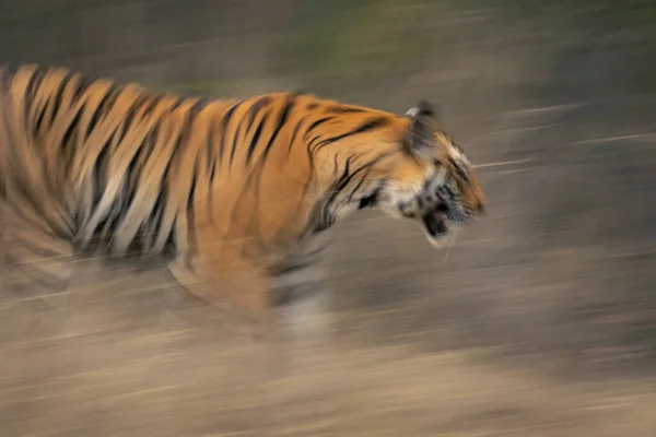 Gros Plan Lente Casserole Tigre Bengale — Photo