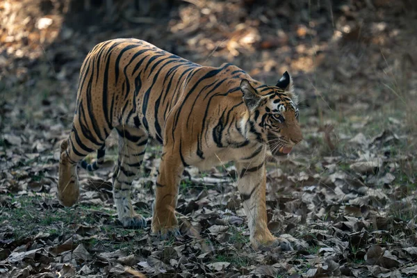 Bengalischer Tiger Wandert Auf Blättern Wald — Stockfoto