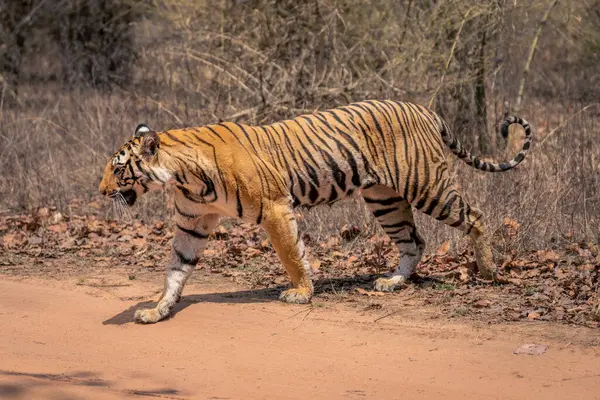 Bengalisk Tiger Går Över Banan Solsken — Stockfoto