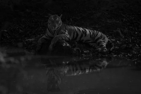 Tigre Mâle Bengale Trouve Près Trou Eau Dans Ombre Éclairé — Photo