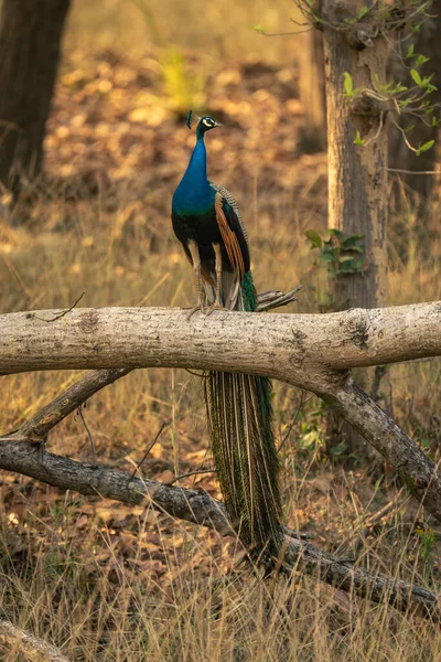 Indian Peacock Stands Branch Turning Head — Stock Photo, Image
