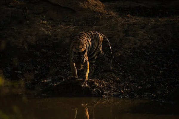 Bengal Tiger Walks Waterhole Shadows — Stock Photo, Image