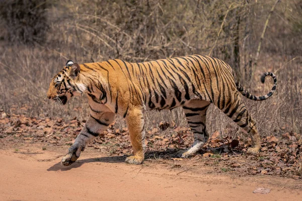Tigre Bengala Caminha Através Pista Levantando Pata Dianteira — Fotografia de Stock