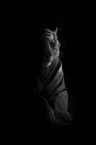 Mono Tigre Yace Iluminado Por Sol Poniente —  Fotos de Stock