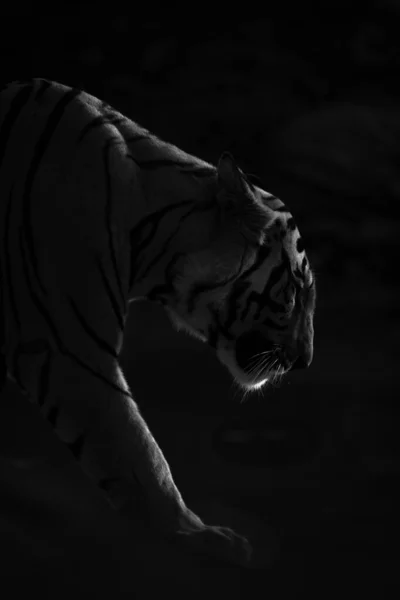 夕日に照らされたベンガルトラが暗闇の中を歩く 彼は頭に白いパッチとオレンジと黒のストライプを持っています 2023年5月 インドのバンダガール国立公園でソニーA1と600Mmレンズで撮影 — ストック写真