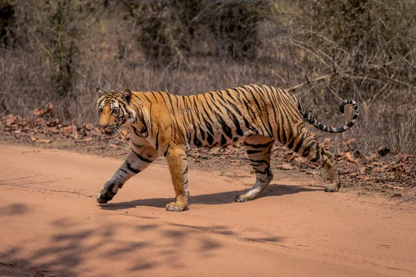 Tigre Bengala Camina Través Carretera Levantando Proa — Foto de Stock