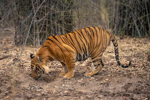 Bengal Tiger Stands Sniffing Ground Forest — Stock Photo, Image