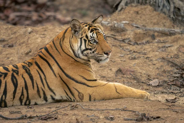 Primer Plano Del Tigre Bengala Tumbado Girando Cabeza — Foto de Stock