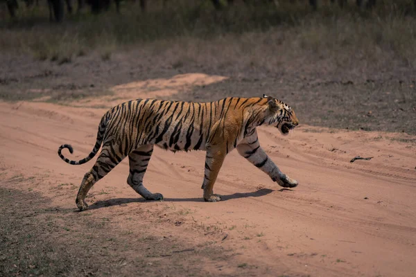 Tigre Bengala Camina Través Pista Levantando Frente — Foto de Stock