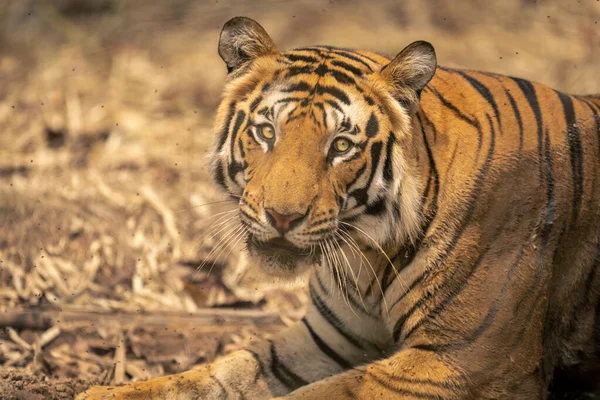 Primer Plano Del Tigre Bengala Tumbado Frente Cámara — Foto de Stock