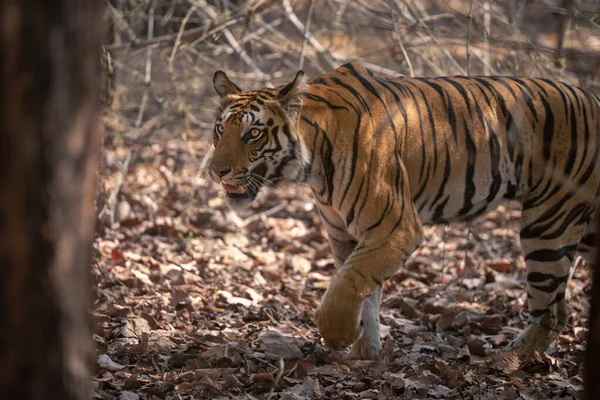 Primer Plano Del Tigre Bengala Caminando Por Bosque — Foto de Stock