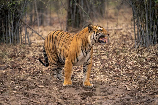 Бенгальский Тигр Стоя Показывает Ответ Фламандцев — стоковое фото