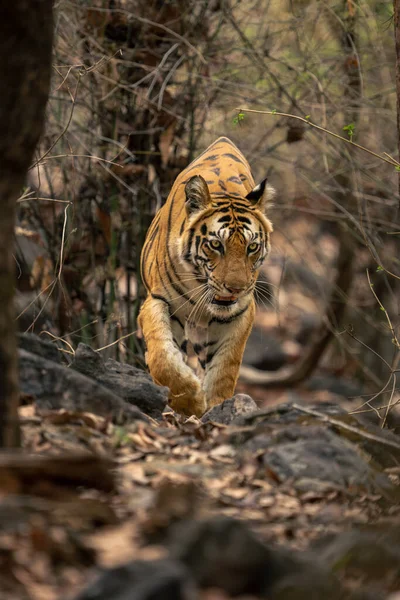 Bengal tiger walks through woods towards camera