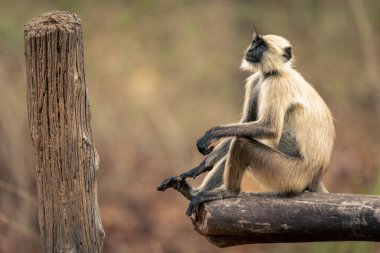 Kuzey düzlükleri Gri langur kirişin üzerinde oturuyor