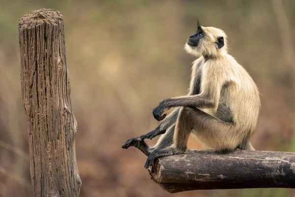 Northern Plains Gray Langur Sits Looking — Stock Photo, Image