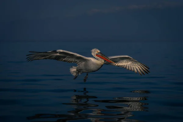 Dálmata Pelicano Desliza Através Lago Por Montanhas — Fotografia de Stock